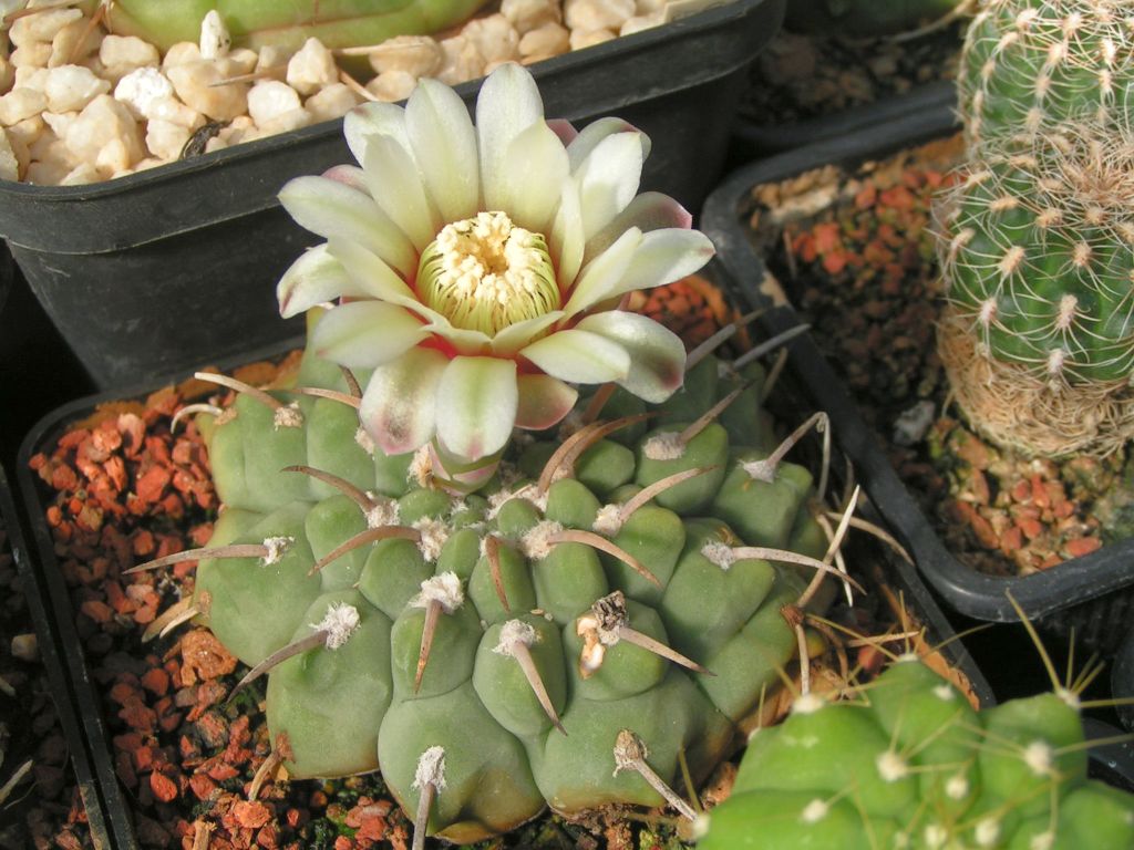 Gymnocalycium vatterii P 108 las Rabonas